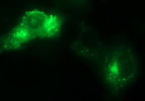 SCAMP2 Antibody (clone OTI2F3)