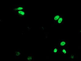 ERCC4 / XPF Antibody (clone OTI6E6)