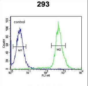 TAMM41 / C3orf31 Antibody (aa180-208)