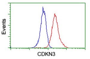 IHC-plus™ CDKN3 / KAP Antibody (clone 2E11)