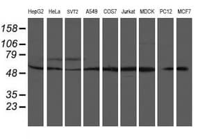 TIP48 / RUVBL2 Antibody (aa113-370, clone OTI2B9)