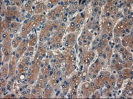 AMY2A / Pancreatic Amylase Antibody (clone OTI6D4)