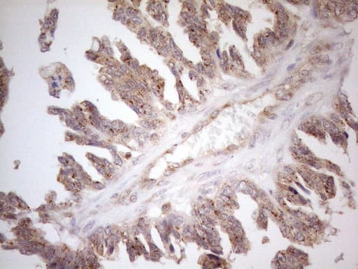 ZNF69 Antibody (clone OTI3C3)