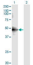 CDC37 Antibody (clone 3C7)
