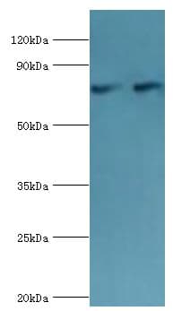CTCF Antibody (aa1-260)