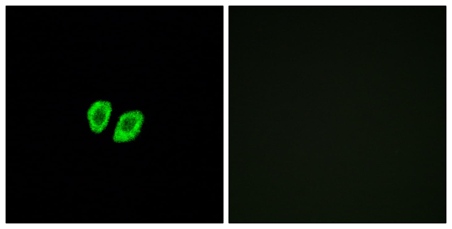 Polyclonal Rabbit anti-Human RXFP4 / GPR100 Antibody (aa322-371, IF)