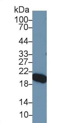APOM / Apolipoprotein M Antibody (aa20-190, FITC)