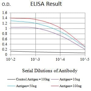 CAPN1 / Calpain 1 Antibody (clone 1E6G9)
