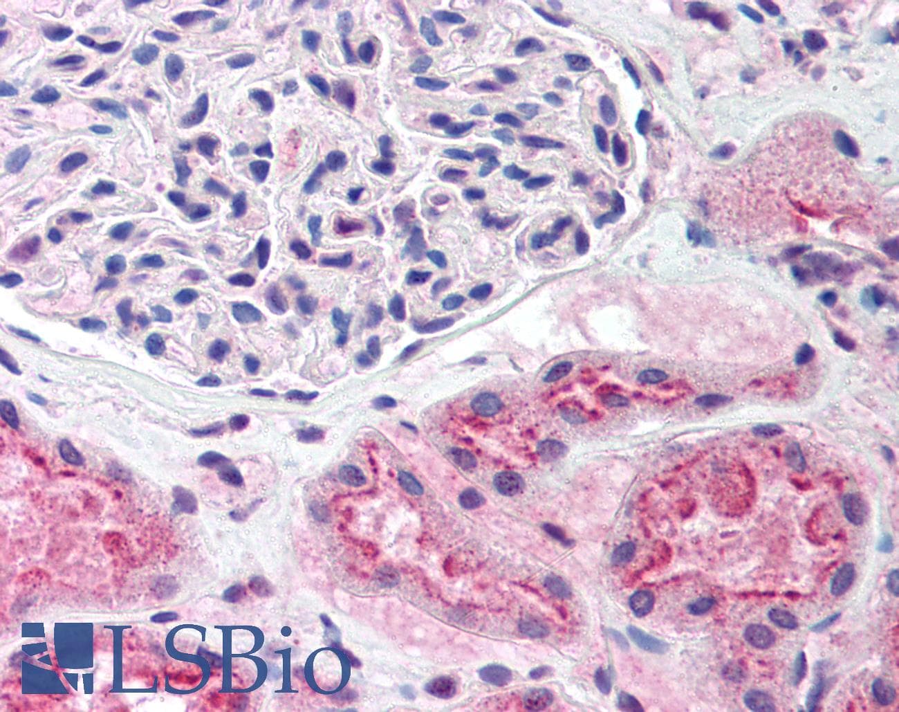 IHC-plus™ SREBF1 / SREBP-1 Antibody (aa300-400)