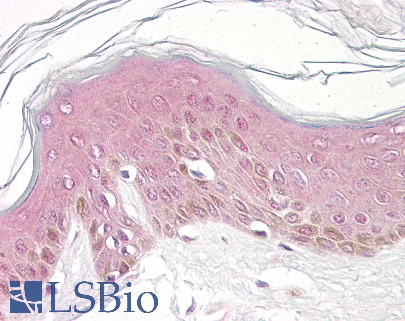 IHC-plus™ Polyclonal Rabbit anti-Human PLCB3 Antibody (aa503-552, IHC)