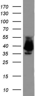 EPCAM Antibody (clone UMAB132, Carrier-free)