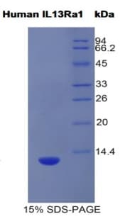 Human IL13RA1 / IL13R Alpha 1 Protein (Recombinant His)