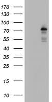 BACH1 Antibody (clone OTI4E11)