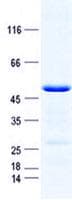 Human SAP30L Protein (Recombinant GST, N-terminus + His, C-terminus)