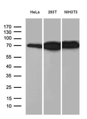 Monoclonal Mouse anti-Human ABCF2 Antibody (clone OTI5D5, Carrier-free, aa1-235, WB)