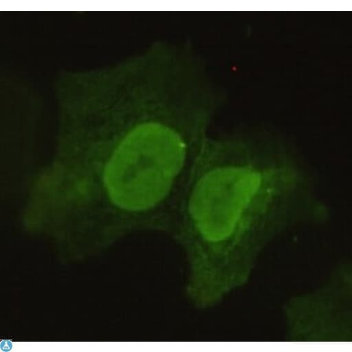 POU5F1 / OCT4 Antibody