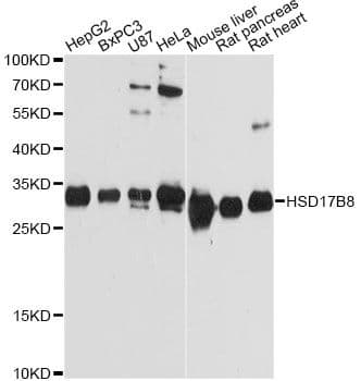 HSD17B8 / RING2 Antibody