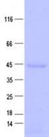 Human FAM54A / DUFD1 Protein (Recombinant His, N-Terminal)