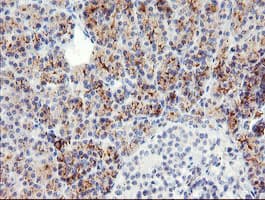 SNAI2 / SLUG Antibody (clone OTI1G7, Carrier-free)