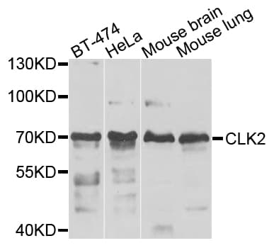 CLK2 Antibody