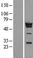 Human HNRNPK / hnRNP K Protein (Over-Expression Lysate Myc-DDK (Flag))