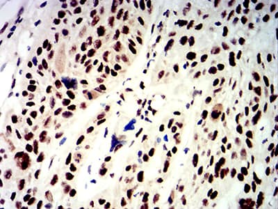 APEX1 / APE1 Antibody (clone 7A2G7)