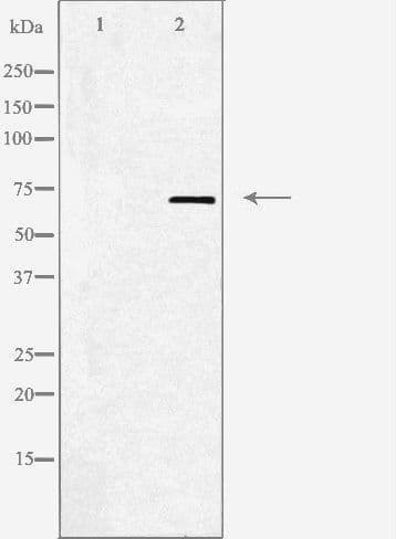 ADRA2C Antibody