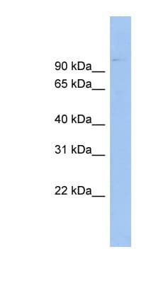 ABCB6 Antibody (aa431-480)