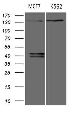 USP40 Antibody (aa767-912, clone OTI8F8)