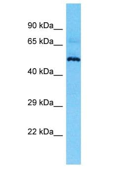 MIEF2 / SMCR7 Antibody (aa15-64, Biotin)