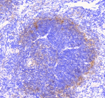 CD32A Antibody