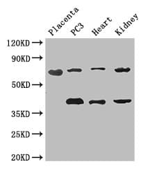 CEP70 Antibody