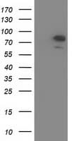 OSBPL11 Antibody (clone OTI6A6)