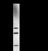 NARS Antibody (clone NARS2G5)