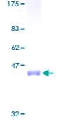 Human PDAP1 Protein (Recombinant GST)