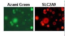 SLC2A9 / GLUT9 Antibody