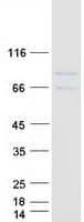 Human FAM151A Protein (Recombinant Myc-DDK (Flag))