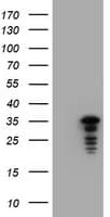 JUN / c-Jun Antibody (clone OTI3E2)
