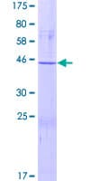 Human APOBEC3C Protein (Recombinant GST)