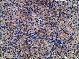 CCNB1IP1 Antibody (clone OTI4H3, Carrier-free)