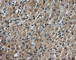 MCL1 / MCL 1 Antibody (clone OTI3B4)