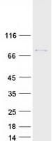 Human CLLP / CTNNAL1 Protein (Recombinant Myc-DDK (Flag))