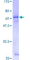 Human LRRC54 / TSK Protein (Recombinant GST)