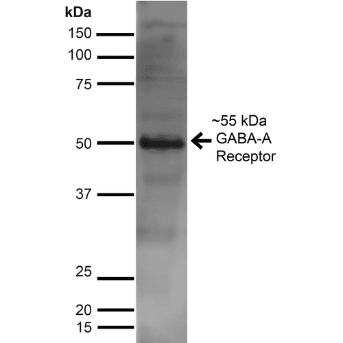 GABRA2 Antibody (clone S399-19)