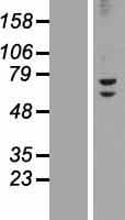 ZNF582 Protein (Over-Expression Lysate Myc-DDK (Flag))