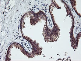 RABL2A Antibody (clone OTI5A10, Carrier-free)