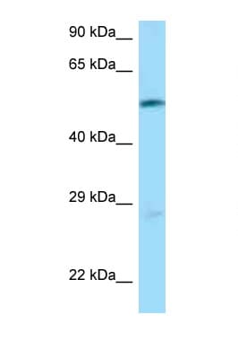 SLC7A5 / CD98 Light Chain Antibody (N-Terminus)