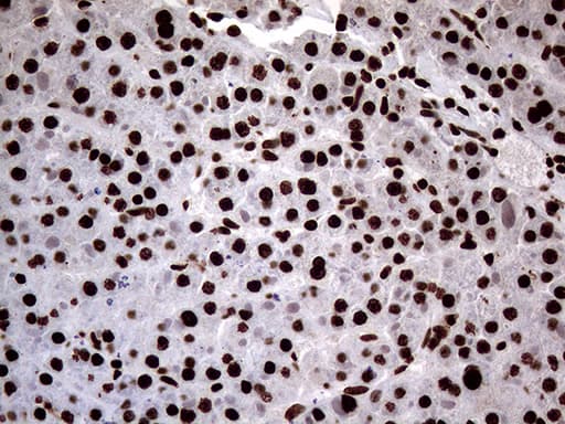 SH3BGRL Antibody (clone OTI8F7)