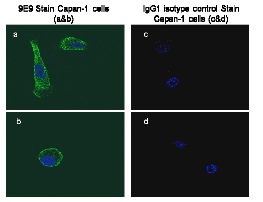 Monoclonal Mouse anti-Human GPC1 / Glypican Antibody (clone 9E9, IF, WB)