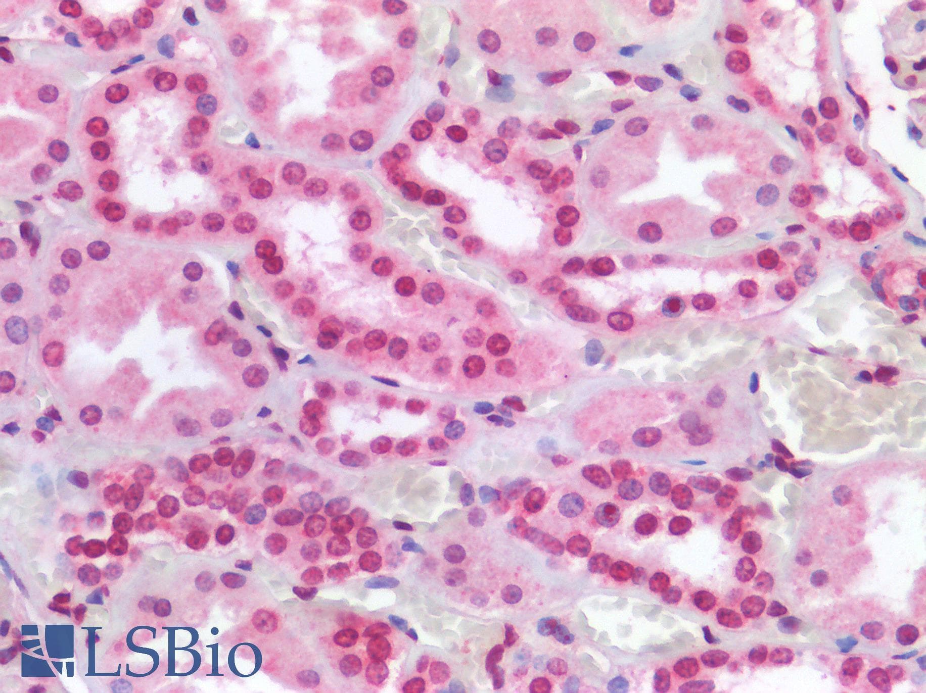 PathPlus™ p84 / THOC1 Antibody (aa15-374, clone 5E10)